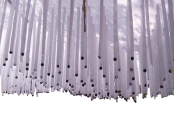 Mandap Ceiling - 10 FT X 30 FT- Made of Satin Fabric Ribbon with Taiwan Cloth