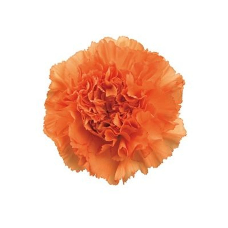 Buy Artificial Carnation Loose Flower 3 Inch Made Of Plastic