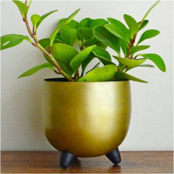 Desk Planters  - 15 CM X 13 CM  - Made Of Iron & Metal (Black & Gold Coated)