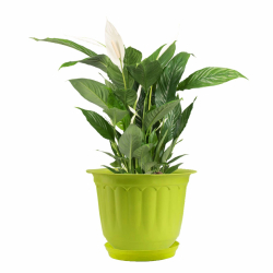 Gardens Need  Jasmine Flower Pot With Bottom Tray - 8 Inch  - Made Of Virgin Plastic