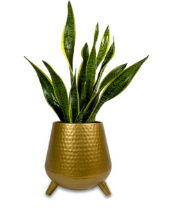 Desk Planters - 15 X 10 CM   - Made Of Iron & Metal (Gold Coated   )