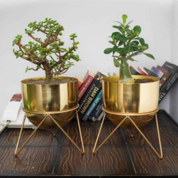 Planters With Stand - Made of Iron & Metal
